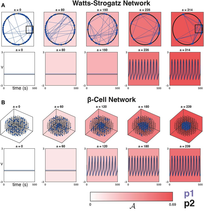 Spatial distribution of heterogeneity as a modulator of collective dynamics in pancreatic beta-cell networks and beyond